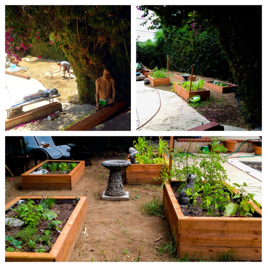 here is our veggie patch, all the boxes built by my hand husband! top left is the before picture, with my brother and husband dutifully getting the dirt patch and boxes ready. top right and bottom are after!